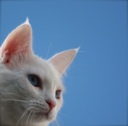 Blue eyes - white, blue, cat