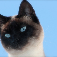 Blue eyes siamese kitten