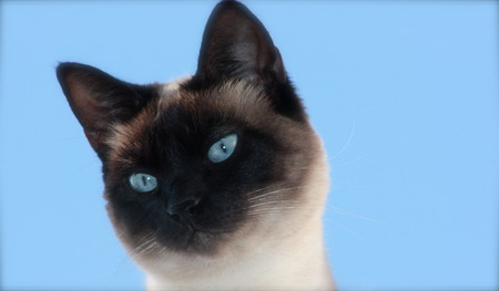 Blue eyes siamese kitten - siamese, blue, blue eyes