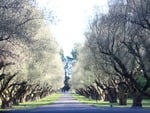 Olive tree pathway