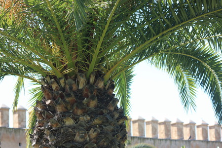 Palmtree heaven - green, tree, palm