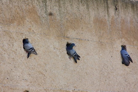 Three Pigeons in a wall - three, pigeons, wall