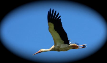 Flight of the stork - flying, stork