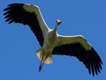 Flight of the stork