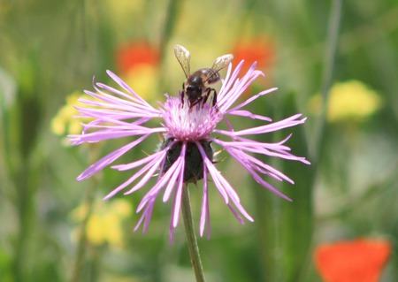 Bee heaven - flower, bee, pink