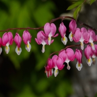 Bleeding Heart