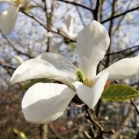 Magnolia