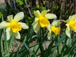 Daffodils