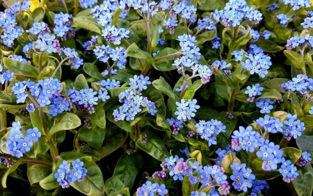 Forget-me-nots - Latvia, blue, flowers, Forget me not