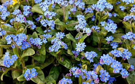 Forget-me-nots - flowers, Latvia, Forget me not, blue