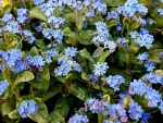 Forget-me-nots