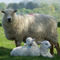 Ewe and Lambs