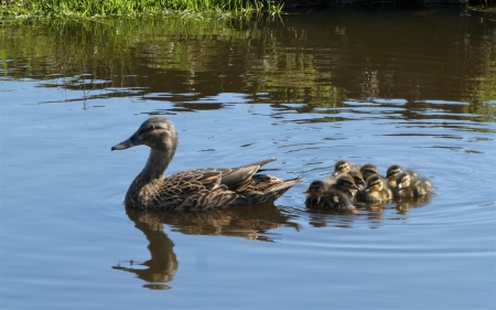 Duck Family - birds, water, ducks, family