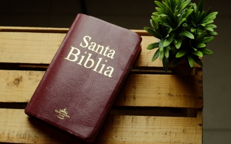 Holy Bible - wooden, plant, book, Bible