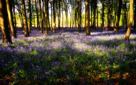 Bluebells