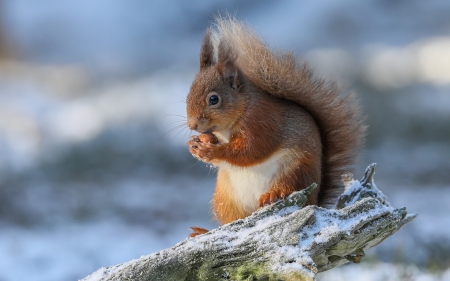 Squirrel in Snow - animal, snow, squirrel, winter
