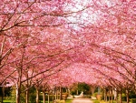 Cherry Trees Alley