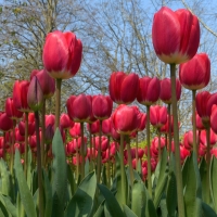 Tulips