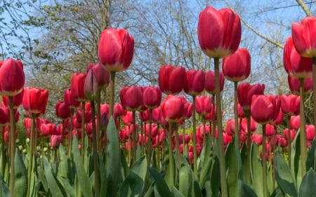 Tulips - flowers, spring, tulips, red