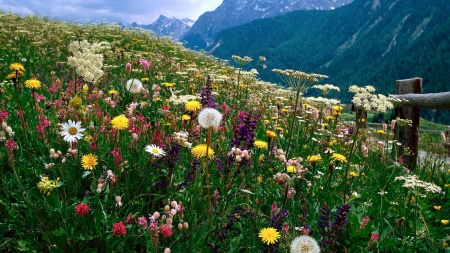Alpine flowers in Switzerland - Flowers & Nature Background Wallpapers
