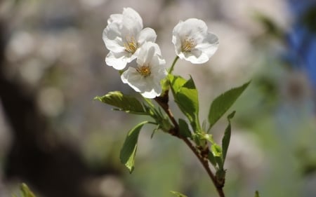 Sakura - blossoms, China, sakura, cherry, macro