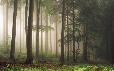 Forest in Germany - trees, forest, Germany, mist