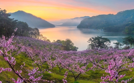 Mountain Lake - blossoms, lake, spring, orchard, mountains, pink