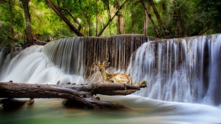 Deer at Waterfall, Kanchanaburi, Thailandd - animal, river, cascade, forest, Erawan