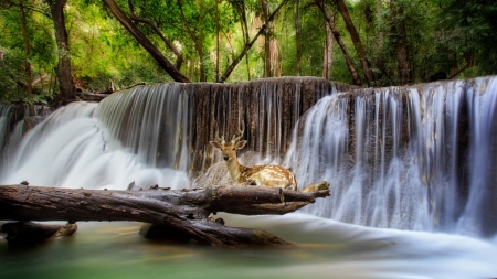 Deer at Waterfall, Kanchanaburi, Thailandd - river, animal, cascade, Erawan, forest