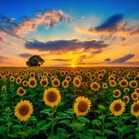 Sunflowers field