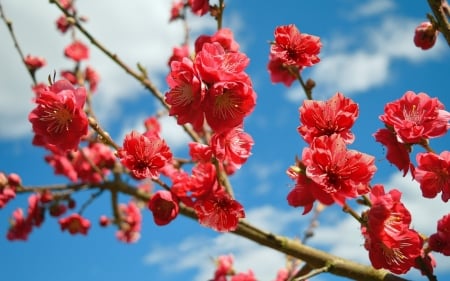 Peach Blossoms - blossoms, tree, sky, flowering, peach