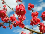 Peach Blossoms