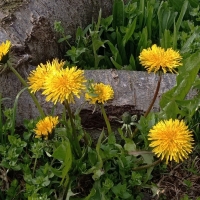 Dandelions