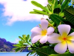 Hawaiian Plumeria