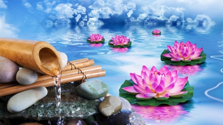 Pink Waterlilies - flowers, blossoms, water, digital