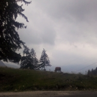 another foggy scenery in romania