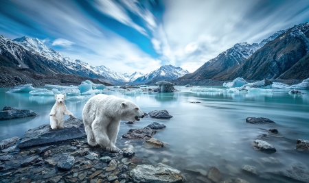 Scenic Polar Bears - ice, artic, water, cold, snow, Polar bears, scenic, sky