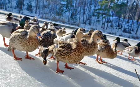 Ducks - snow, birds, animal, ducks