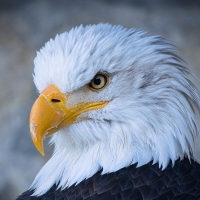 Regal Eagle