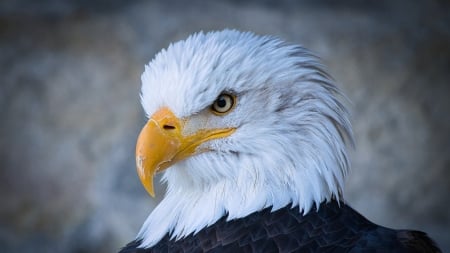 Regal Eagle - bird, eagle, patriotic, predator, USA, America, regal