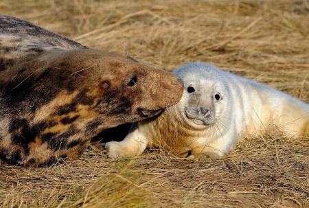 Grey Seal And Her Pup