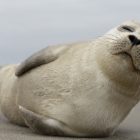 Grey Seal Pup