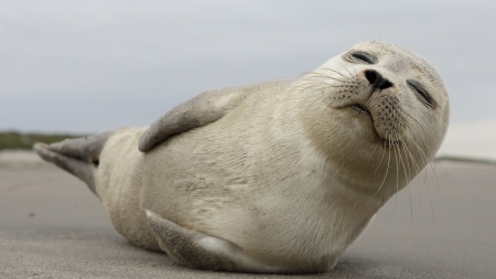 Grey Seal Pup