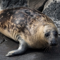 Grey Seal