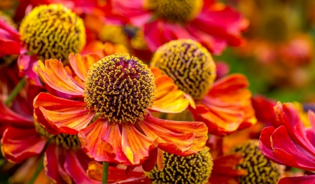 Bunch of Helenium flowers