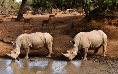 Rhinos and Antelopes - water, Africa, antelopes, animals, rhinos