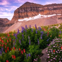 High meadows below Mt Timponogos, Utah