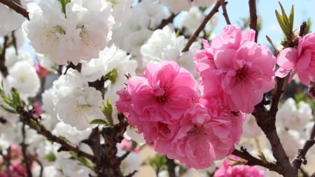 Sakura Cherry Blossooms - flower, sakura, cherry, blossooms