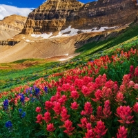 Indian Paintbrush and Lupine, Mount Timpanogos Wilderness, Utah