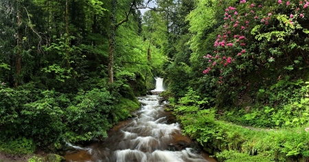 stream in forest - flowers, stream, forest, green